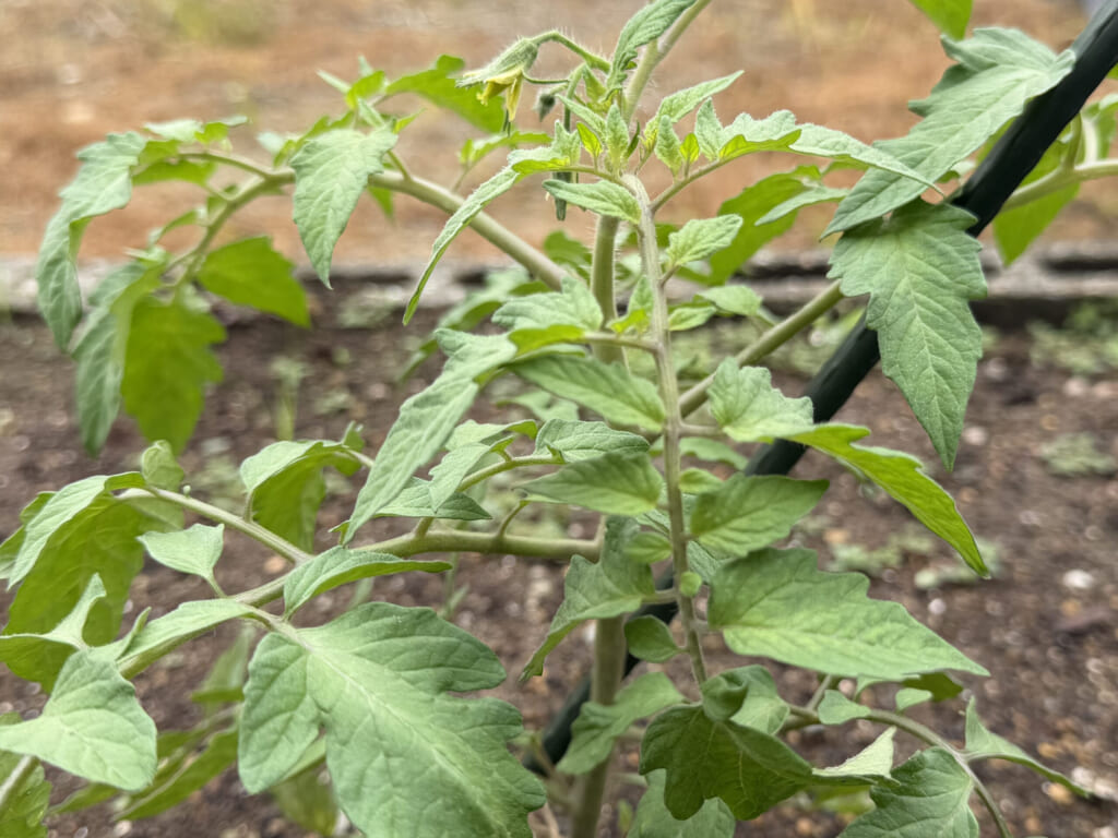 植え付け後に成長したトマト桃太郎の株に花房がついている様子