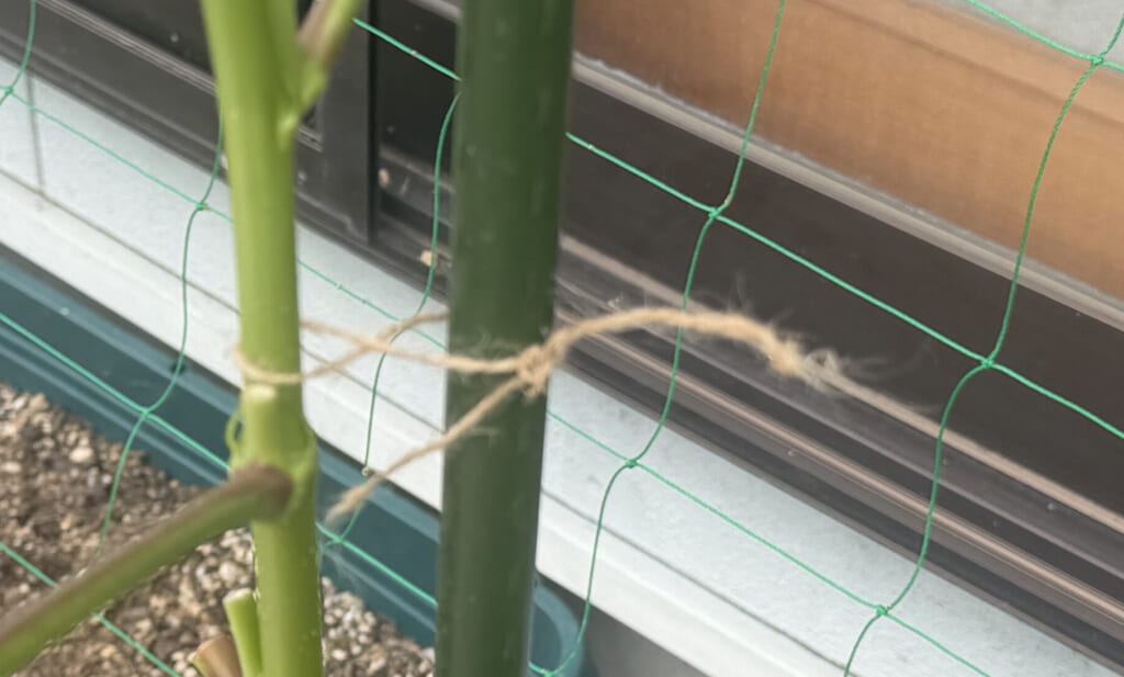 丸オクラの主茎をひもで緑色の支柱へ誘引した様子