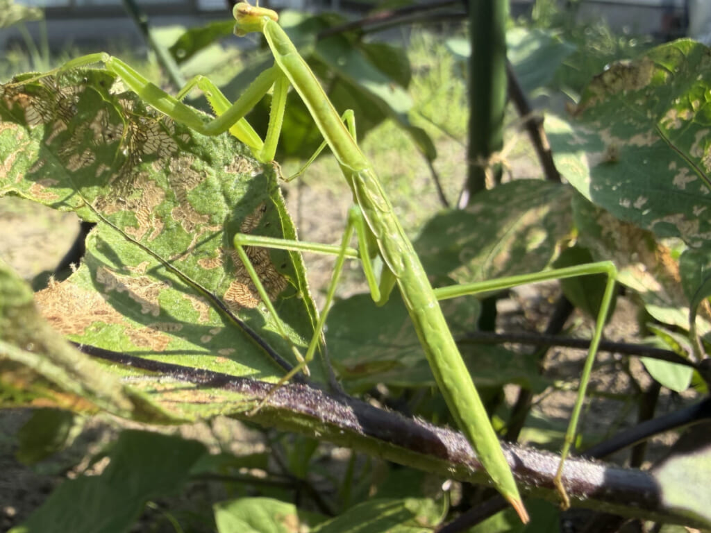 食害を受けたナスの葉の上にいた緑色のカマキリ