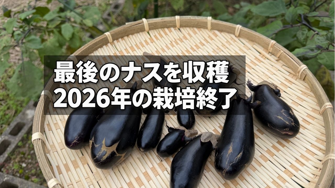 2026年最後の収穫をしたナスをザルに並べた様子