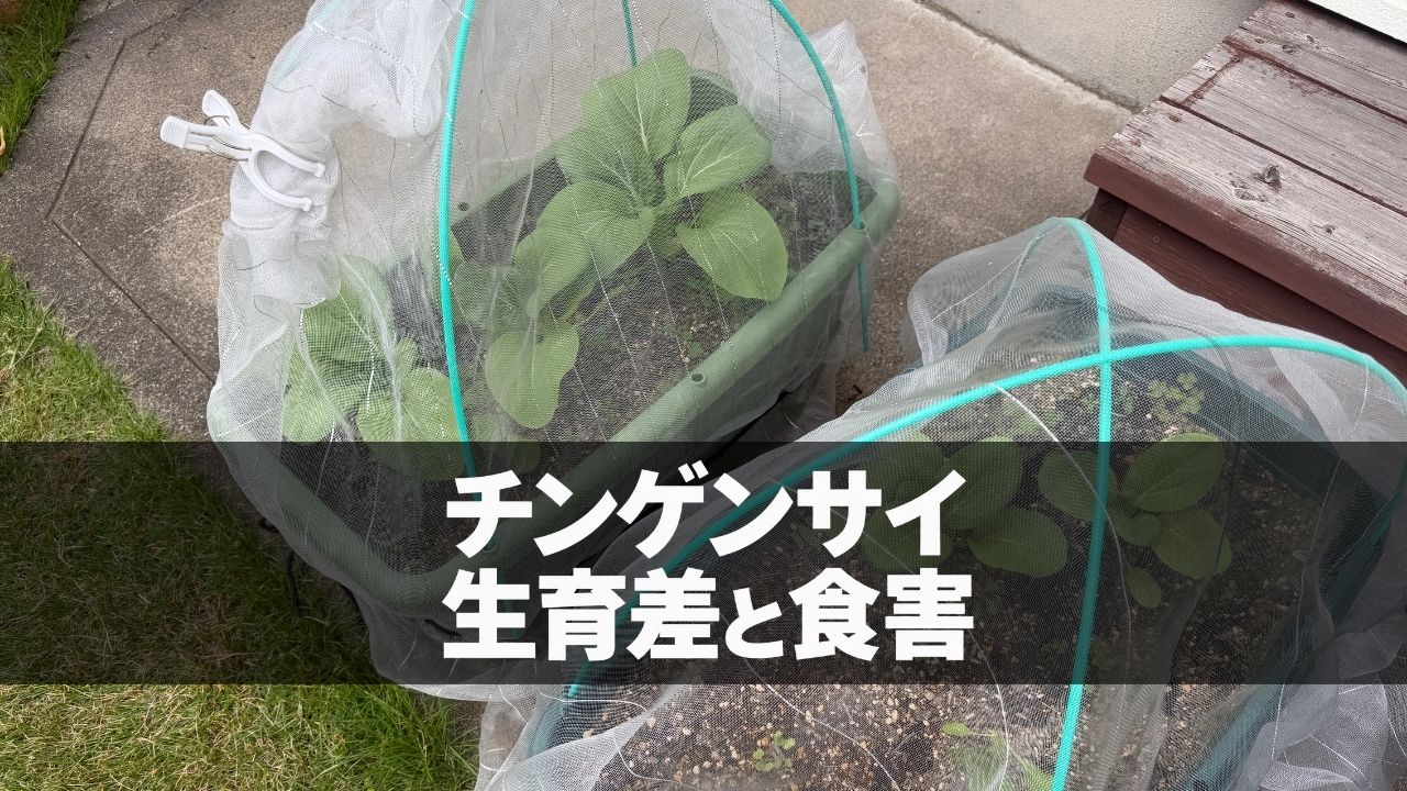 プランターで栽培しているチンゲンサイの様子