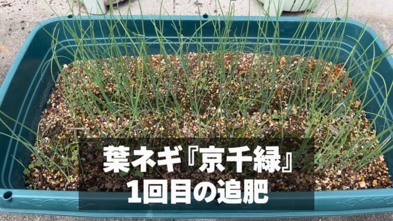 1回目の追肥から12日経った葉ネギ「京千緑」の様子