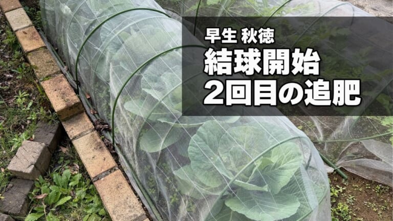 2回目の追肥前のキャベツ「早生 秋徳」の様子