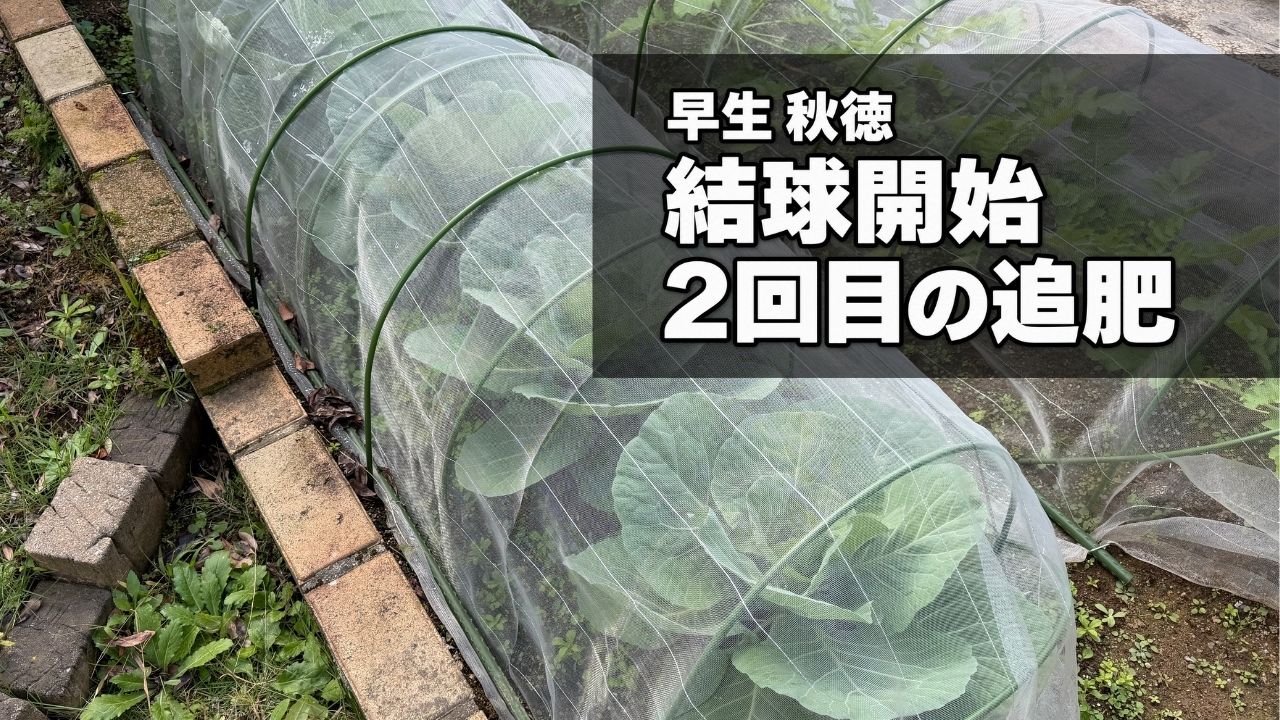 2回目の追肥前のキャベツ「早生 秋徳」の様子