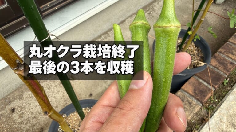 2026年最後に収穫した3本のオクラ